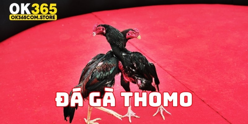 Quy trình trả thưởng đá gà Thomo nhanh chóng 