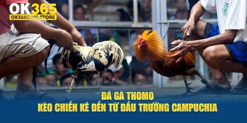 Nguồn gốc xuất xứ đá gà Thomo